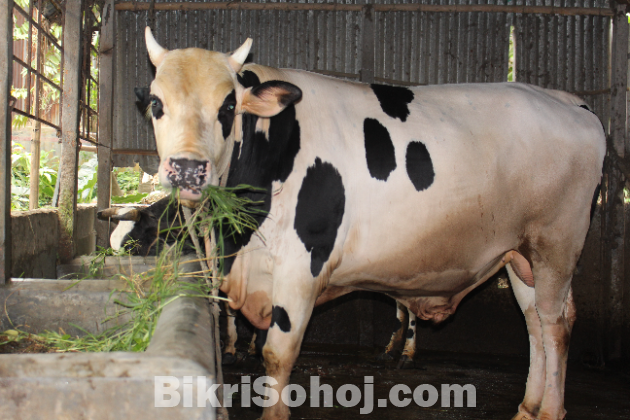 কোরবানির গরু